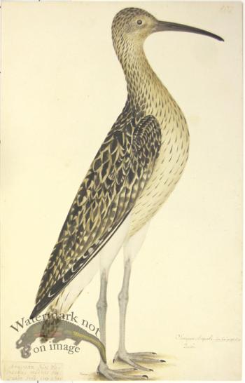 207 Swedish Birds . Scolopax Arquata . Eurasian Curlew